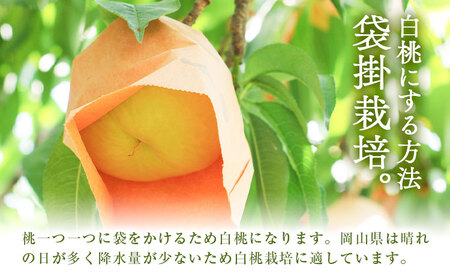 岡山白桃 キング・エース 約4kg 8~15玉 橋田商店有限会社 桃