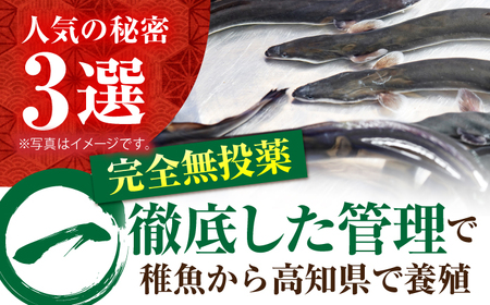 【3回定期便】高知県産 うなぎ蒲焼き 約90g×2尾 タレ付き 【株式会社 四国健商】[ATAF146]