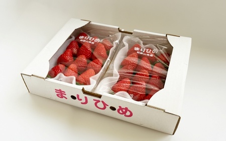 【先行予約】まりひめ いちご 12粒～15粒入り×2パック（500g）2027年1月中旬〜3月下旬頃に順次発送予定（お届け日指定不可）/ いちご 苺 まりひめ 和歌山 フルーツ 果物 くだもの【kgr007B】