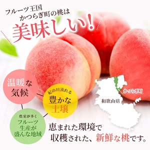 【2026年6月以降発送】桃 白鳳特秀品 3玉 桃【kgr010】