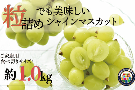 【2026年発送】 訳あり 粒 シャインマスカット 予約 約 1kg 家庭用 NS-1004 [韮崎翠緑 山梨県 韮崎市 20743061]