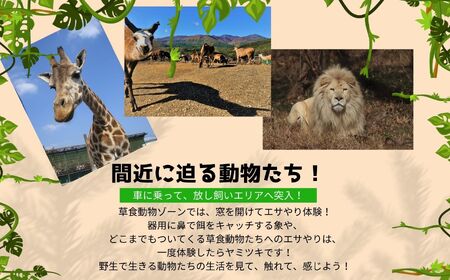 東北サファリパーク入園チケット大人2名（ 入園チケット＋草食動物のエサ）【株式会社東北サファリパーク】