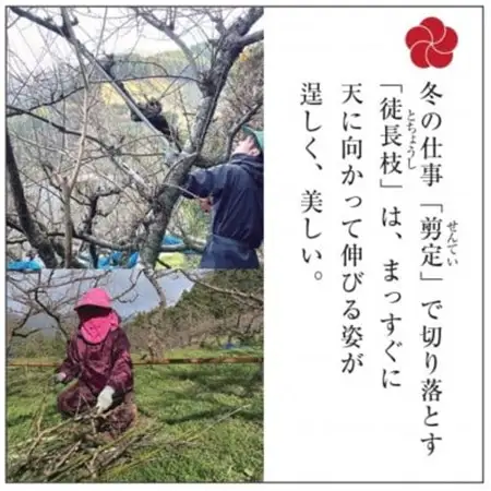 【先行受付/年内配送】梅の里からの正月飾り「門梅」【R】【1588121】