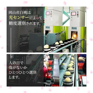 桃 2026年 先行予約 岡山 白桃 ロイヤル 約2kg 5～7玉入り もも モモ 岡山県産 国産 フルーツ 果物 ギフト 橋田商店