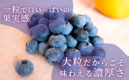 大粒ブルーベリー品種ミックス 500g×2パック 果物 フルーツ 国産 愛知県産 ※2026年6月上旬～8月上旬頃に順次発送予定 ※北海道・沖縄・離島への配送不可