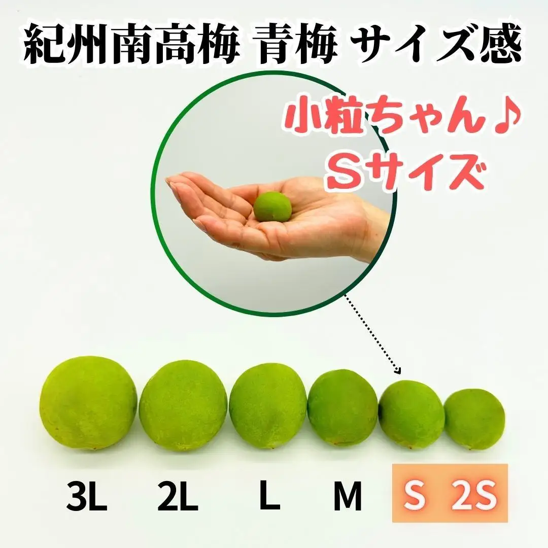 南高梅 青梅 秀品 小粒ちゃん 約5kg Sサイズ以下 和歌山県産 紀州有田 産地直送 クール便対応 梅酒作り用 梅ジュース作り用