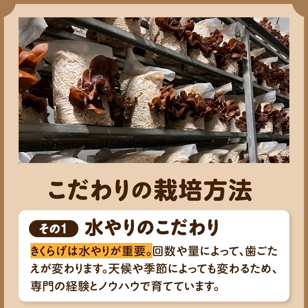きくらげ　1kg (500g×2袋) 国産生キクラゲ木耳青森県五所川原市