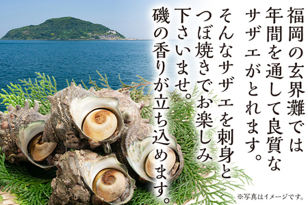 丸ごとサザエ さざえ 栄螺 貝 魚介 海鮮 刺身 つぼ焼き サザエ サザエの刺身２個 サザエのつぼ焼き２個 玄界灘 福岡 冷凍 お取り寄せ 海産物 さしみ 刺し身 グリル 殻付き レンジ おつまみ つまみ 肴