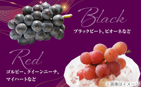 ＜赤秀＞ 種無しぶどう セット 3-5房 2kg BKCI001