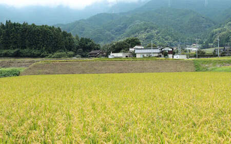 【令和7年産】福岡県産 元気つくし 研ぐお米 10kg お米 ご飯 米