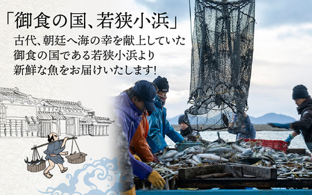 御食の国 若狭小浜より！獲れたて鮮魚BOX｜4から5kg 4から7種【配送不可地域：北海道、北東北（秋田、青森、岩手）、九州、沖縄、離島】 [BFAA060] 
