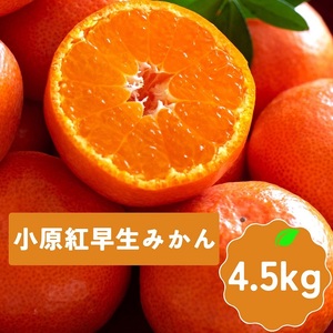 【全4回フルーツ定期便】さぬきゴールドと小原紅早生みかんとさぬきキウイっこと不知火【E-11】
