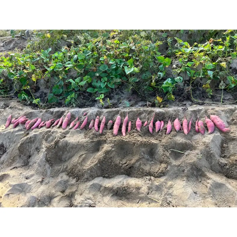 【先行予約／数量限定】京丹後産 土付き 紅はるか（さつまいも） 5kg（2026年11月上旬～発送）