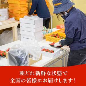 いちご べにたま（280ｇ×2P）フルーツ いちご 