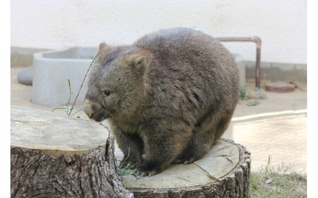 【65-04】五月山動物園ウォンバットコラボワイン「ワイン・フク・ユキ3本セット」