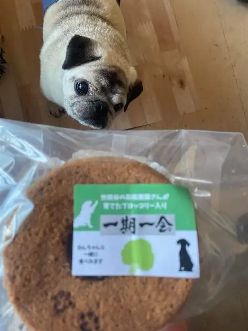 無為自然　一期一会・Ｓ（飼い主と愛犬がシェアして食べる米粉シフォンケーキとスペシャルティコーヒー「焙煎豆（中挽き）」セット）【世田谷みやげ】コーヒー ケーキ セット デザート 米粉 グルテンフリー シフォンケーキ シェア 犬 愛犬 焙煎豆 中挽き 手作り ギフト プレゼント おやつ ティータイム 贈り物_0054-001-se5
