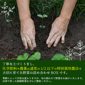 やさい 4~5品 セット 沼津市 やさい