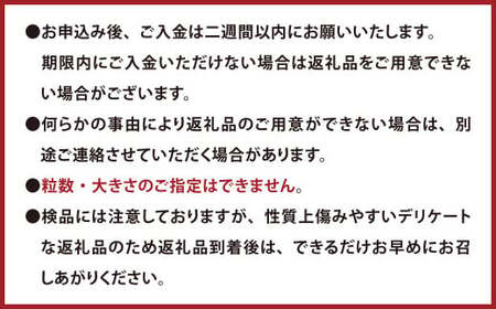 056-1119x2 【先行予約】 シャインマスカット 2房 合計約1.2kg 種なし ぶどう 【2026年9月下旬から10月下旬発送予定】