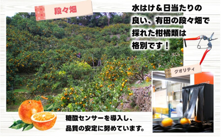 鹿蔵の 有田 みかん 訳あり 小玉 5kg 光センサー 選果 / 温州みかん 有田みかん 甘い 家庭用 和歌山 柑橘 ※2026年11月順次発送予定 ※北海道・沖縄・離島への配送不可 【ikd004-cs-5-novD】