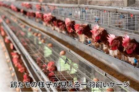 生でおいしい生たまごバラエティセット