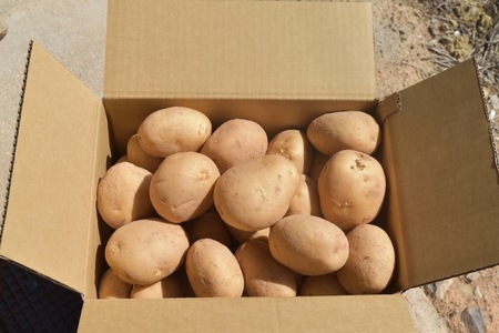 【予約商品】安芸津　赤土じゃがいも　５kg【配送時期：6月下旬～８月下旬／11月下旬～1月上旬】