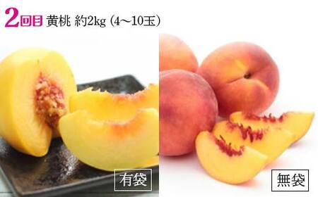【2026年先行予約 定期便3回】ﾌﾙｰﾂ王国山形からの贈り物 ～王国の桃三昧～ 白桃 桃 もも モモ デザート フルーツ 果物 くだもの 果実 食品 山形県 FSY-2482