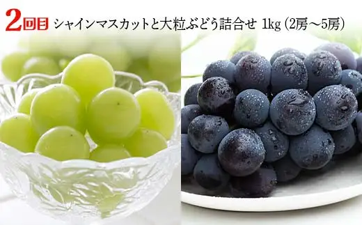【2026年先行予約 定期便3回】ﾌﾙｰﾂ王国山形からの贈り物 ～秋冬 6種贅沢便～ 桃 もも ぶどう ブドウ ラフランス りんご デザート フルーツ 果物 くだもの 果実 食品 山形県 FSY-2508