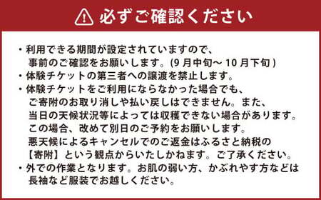 【1組5名】かわいいミニトマト収穫体験～【体験期間：9月下旬～10月下旬】