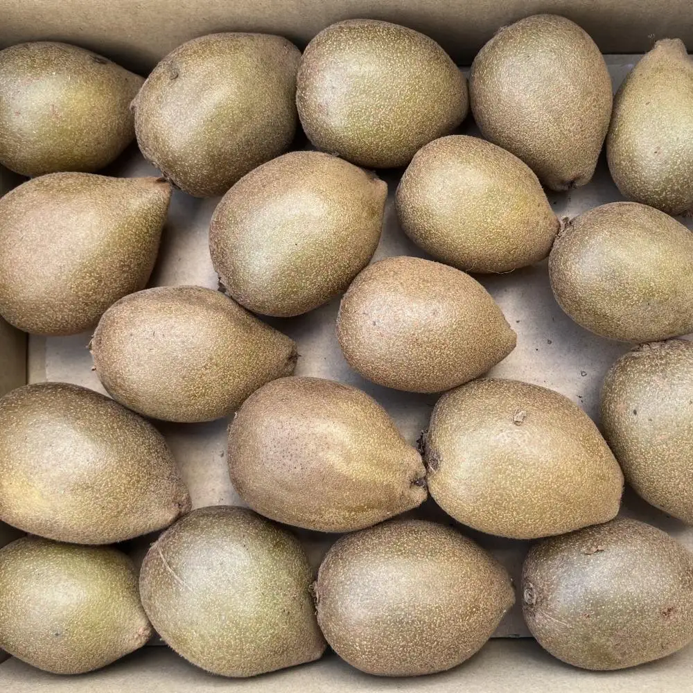 ［数量限定］東京ゴールドキウイ 約2kg サイズ混合★2026年11月中旬から下旬頃発送