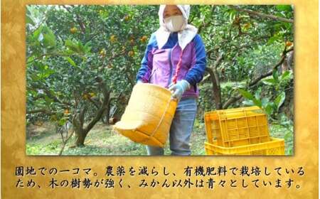 鹿蔵 プレミアム 有田みかん ( ゆら早生 ) 2.5kg+250g（傷み補償分） 光センサー 選果 ※北海道・沖縄・離島への配送不可 ※2026年10月上旬～11月中旬頃に順次発送 / 温州 みかん 厳選 柑橘 果物 フルーツ 和歌山 【ikd003-prem-2d5A】