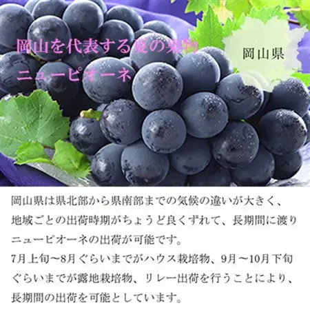【2026年6月下旬より順次発送】岡山県産 ニューピオーネ 400g×2房【配送不可地域：離島・北海道・沖縄県】【1308140】