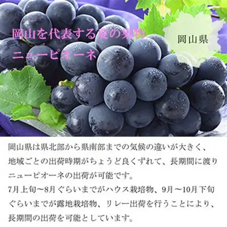 【2026年6月下旬より順次発送】岡山県産 ニューピオーネ 2kg(3房～6房)【配送不可地域：離島・北海道・沖縄県】【1308149】