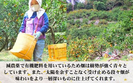 鹿蔵の 有田 みかん プレミアム 10kg+250g(傷み補償分) 光センサー 選果 / 温州みかん 有田みかん 甘い 高級 厳選 和歌山 柑橘 ※2026年11月中旬より2027年1月下旬に順次発送 ※北海道・沖縄・離島への配送不可 【ikd004-prem-10A】