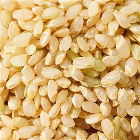 【突鉱土育ち】巨大胚芽米CoCoRo 5kg【1361992】