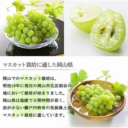 【2026年6月下旬より順次発送】岡山県産 マスカット・オブ・アレキサンドリア 600g×1房【配送不可地域：離島・北海道・沖縄県】【1362223】