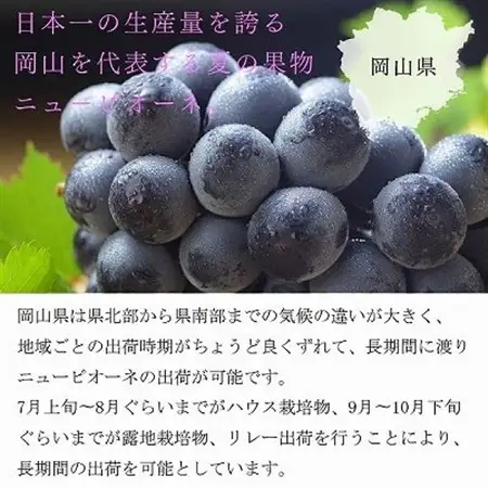 【2026年8月下旬より発送】ご家庭用　岡山県産　ピオーネ　500g×2房【配送不可地域：離島】【1409716】