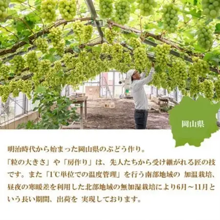 【2026年8月下旬より発送】ご家庭用　岡山県産　シャインマスカット　晴王　1.5kg(3～6房)【配送不可地域：離島】【1409726】