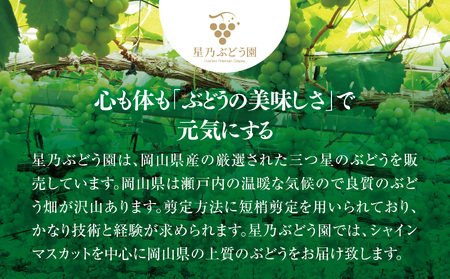 先行受付【三つ星ぶどう】星乃シャインマスカット (2房 1.3kg以上) 数量限定 岡山県産【配送不可地域：離島・北海道・沖縄県】【1418979】