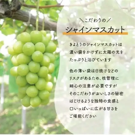 シャインマスカット 上級品 大3-5房/計2.4kg～(岡山県産) 食べ応え満点のシャインをお届け!【配送不可地域：離島】【1548983】