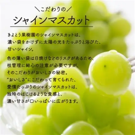 【数量限定】シャインマスカット 大サイズ 2房入/計1.3kg～(岡山県産) 贈答にもおすすめ!【配送不可地域：離島】【1548991】
