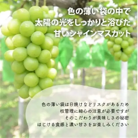 【厳選品】大粒シャインマスカット1房 700g～ (岡山県産) 果樹園厳選のシャインをお届け!【配送不可地域：離島】【1548995】