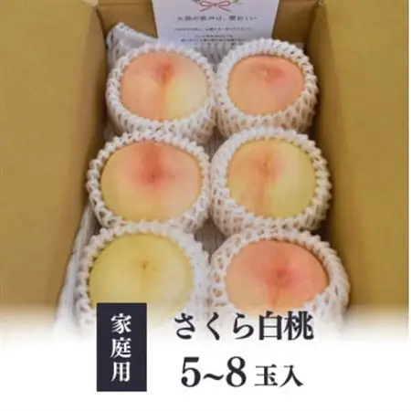 しっかりめの肉質と甘さが絶品「さくら白桃」 ご家庭用 5-8玉 (岡山県産)【配送不可地域：離島】【1571615】