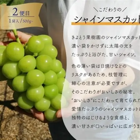 【発送月固定定期便】1房お試し定期便! ピオーネ・シャインマスカット・紫苑 (岡山県産)全3回【配送不可地域：離島】【4061983】
