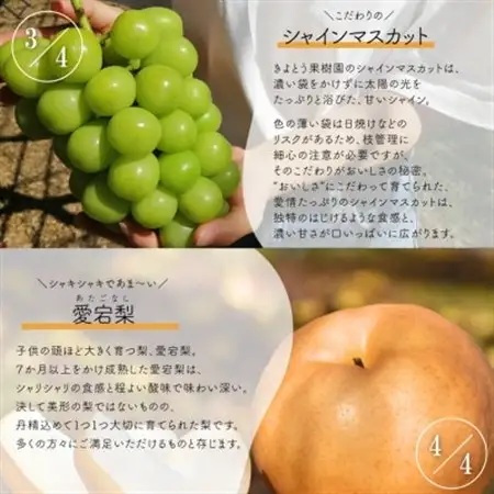 【発送月固定定期便】果樹園まるごと、桃と葡萄と梨が少しずつ届く!【お試し定期便】(岡山県産)全4回【配送不可地域：離島・北海道・沖縄県】【4061986】