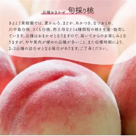 【発送月固定定期便】量も質も満足便! 桃とシャインマスカットどっちも食べたい! (岡山県産)全2回【配送不可地域：離島・北海道・沖縄県】【4063159】