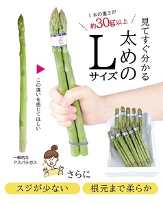 SA2879　グリーンアスパラガス Lサイズ 1kg　計30本(3本1束×10束)