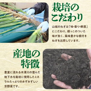 山城のねぎ 3kg 野菜ねぎ ネギ 長ネギ 京野菜 001-14