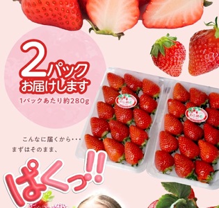 SZ0322　いちご 「おとめ心」　約280g×2パック