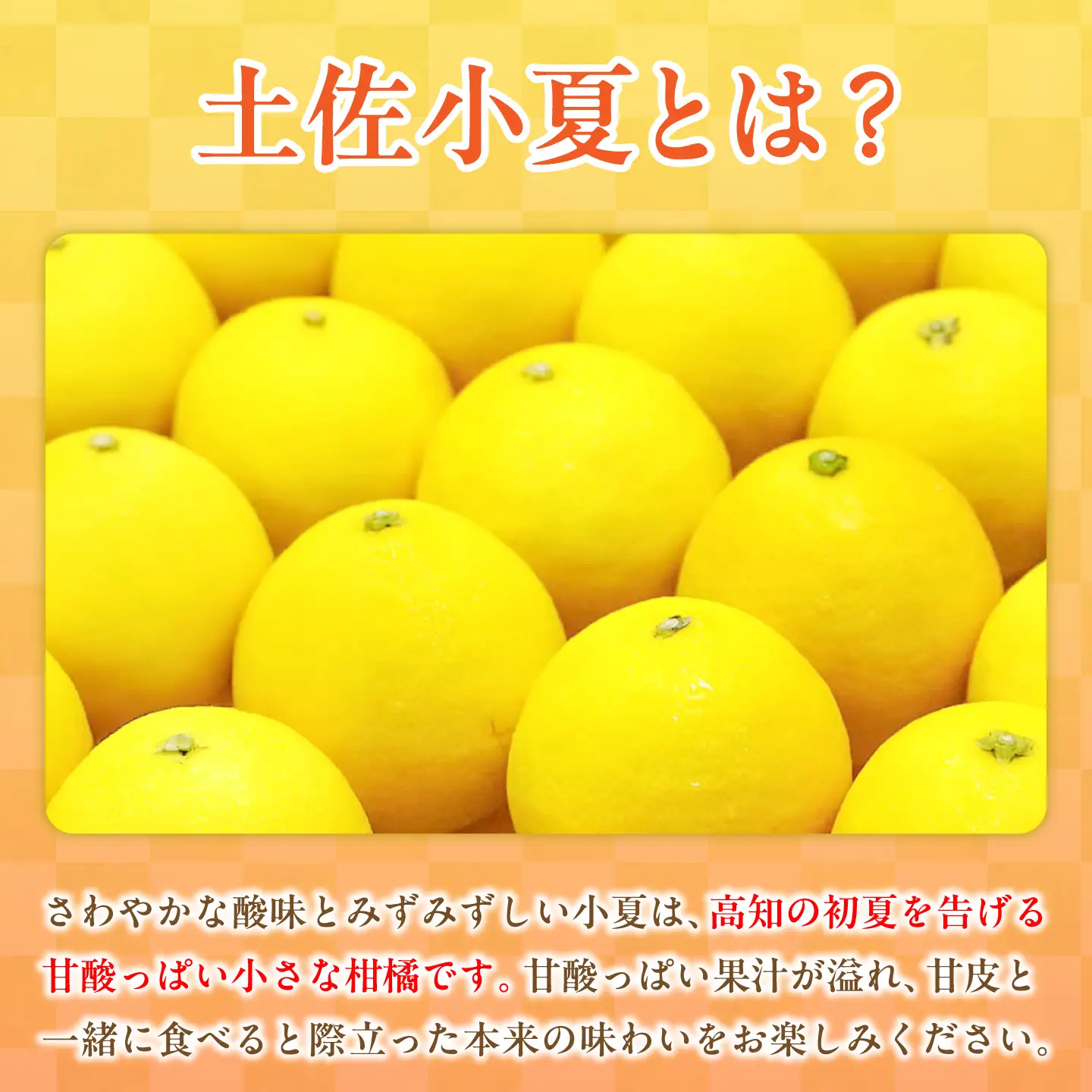 【先行予約】＜白木果樹園＞ 土佐小夏 訳ありご家庭用 約5kg〈2026年5月下旬?6月下旬頃発送〉  / 5キロ こなつ 柑橘 かんきつ 柑橘類 フルーツ 日向夏 ニューサマーオレンジ 西内小夏 果物 くだもの【白木果樹園】 [BQAI034]