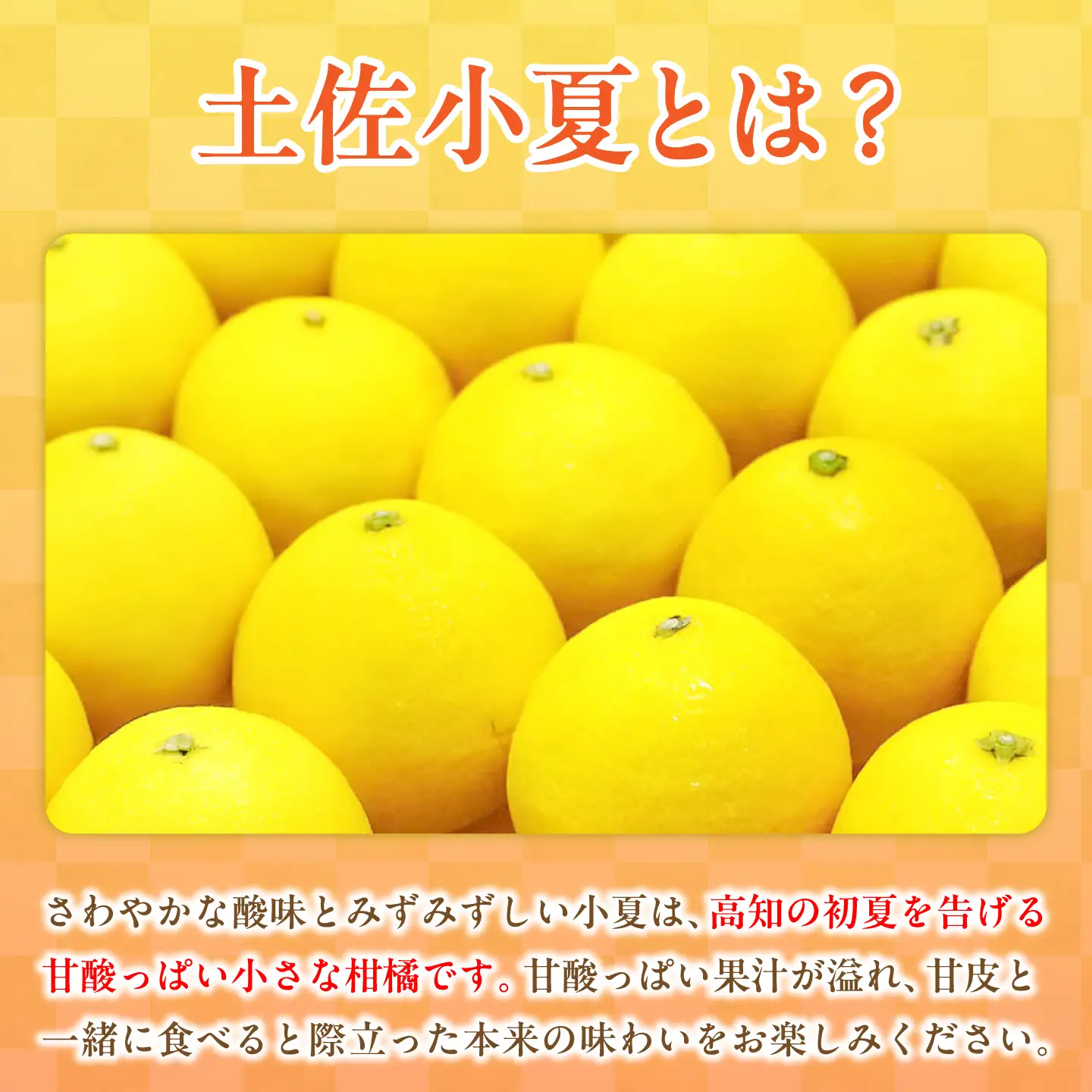 【先行予約】＜白木果樹園＞ 土佐小夏 訳ありご家庭用 約3.5kg 3.5キロ〈2026年5月下旬?6月下旬頃発送〉  / こなつ 柑橘 かんきつ 柑橘類 フルーツ 日向夏 ニューサマーオレンジ 西内小夏 果物【白木果樹園】 [BQAI033]